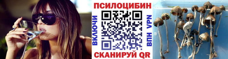 Купить закладки  Северодвинск  Псилоцибиновые грибы Cubensis